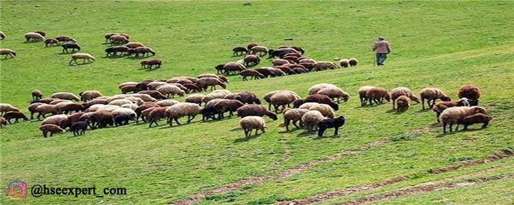 چرای بی رویه دام؛ افزایش گرد و غبار